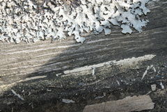Parmelia sulcata
