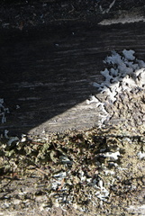 Parmeliaceae