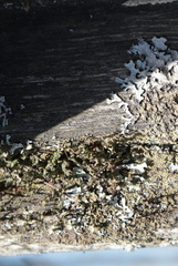 Parmeliaceae