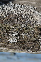 Parmeliaceae