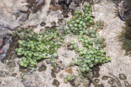 Caulerpa chemnitzia observed 2026-07-18