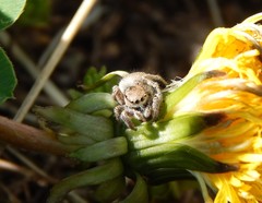 Habronattus captiosus
