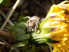Habronattus captiosus