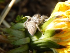 Habronattus captiosus