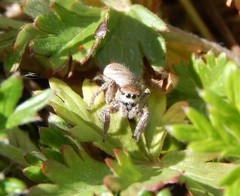 Habronattus captiosus