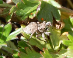 Habronattus captiosus