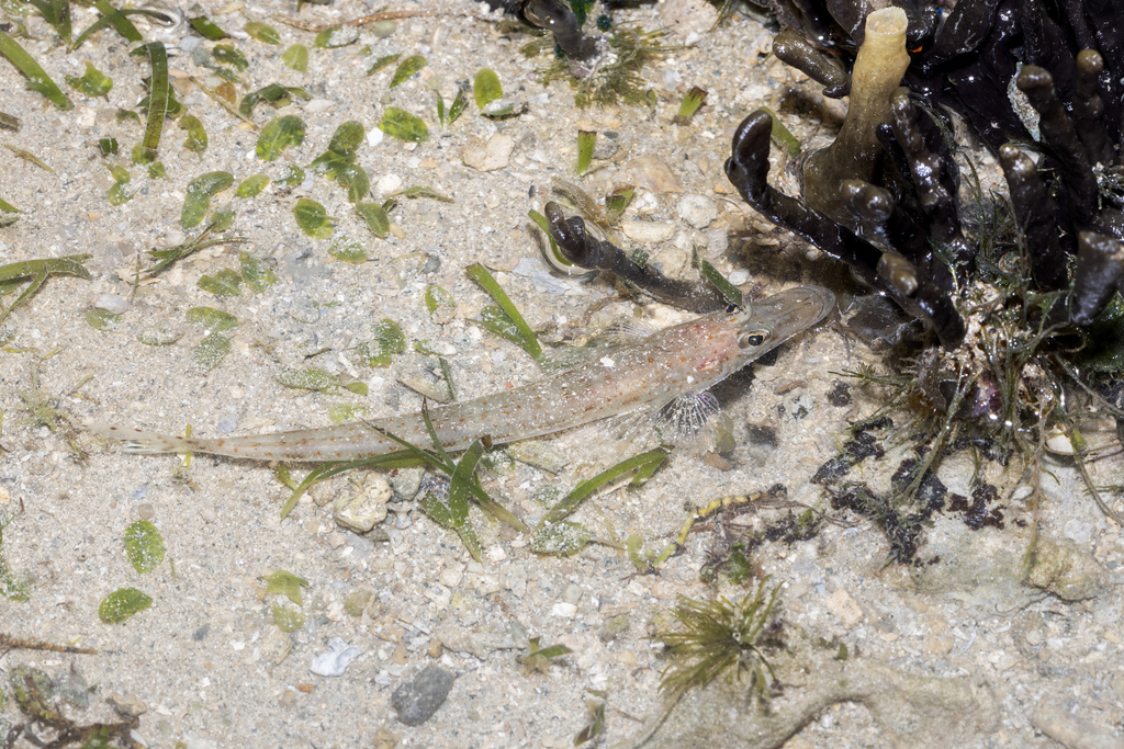 Dwarf flathead (Elates ransonnettii) — Platycephalidae