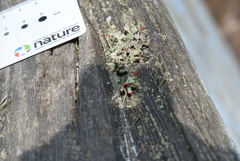 Cladonia