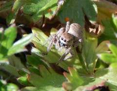 Habronattus captiosus