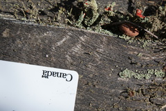 Cladonia