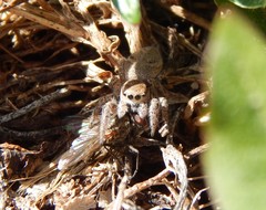 Habronattus captiosus