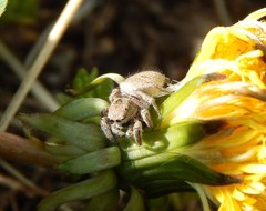 Habronattus captiosus