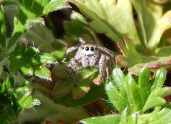 Habronattus captiosus