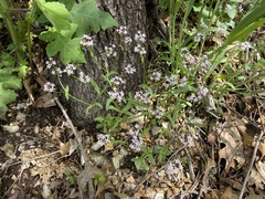 Valerianella ozarkana