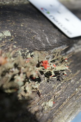 Cladonia