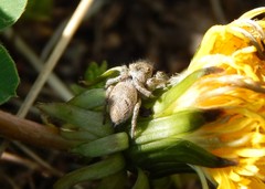 Habronattus captiosus