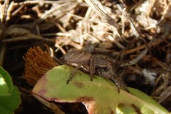 Habronattus captiosus