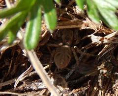 Habronattus captiosus