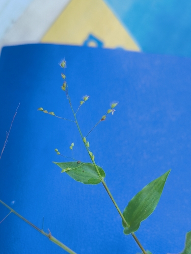 Panicum brevifolium, photograph 2
