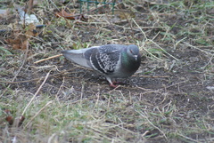 Columba livia domestica