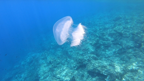 Nomad Jelly