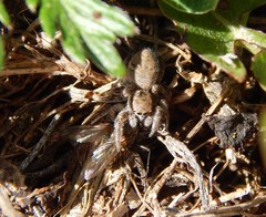 Habronattus captiosus