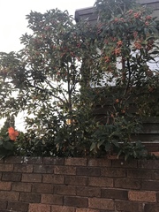 Pittosporum undulatum