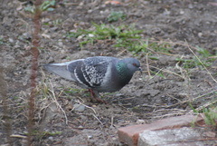 Columba livia domestica