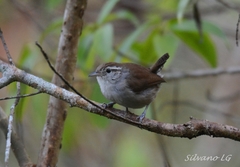 Uropsila leucogastra