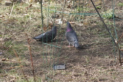 Columba livia domestica