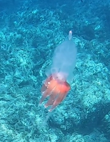 Hula Skirt Siphonophore