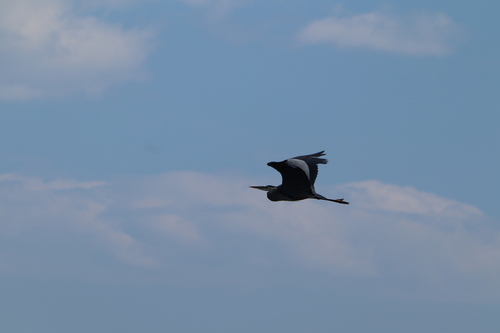 Great Blue Heron