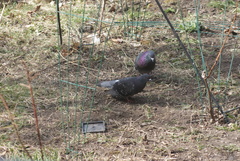 Columba livia domestica