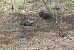 Columba livia domestica