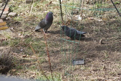 Columba livia domestica