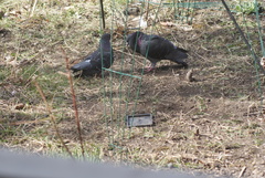 Columba livia domestica