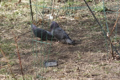Columba livia domestica