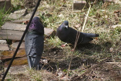 Columba livia domestica