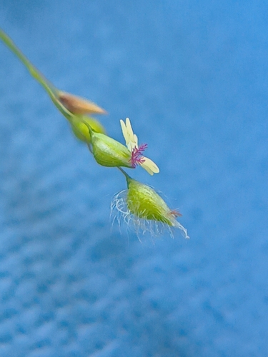 Panicum brevifolium, photograph 3