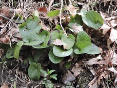 Hexastylis virginica
