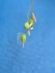 Panicum brevifolium, photograph (c) Jan Hackel, some rights reserved (CC BY)