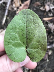 Hexastylis virginica
