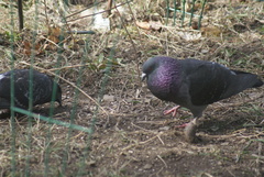 Columba livia domestica
