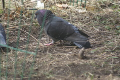 Columba livia domestica