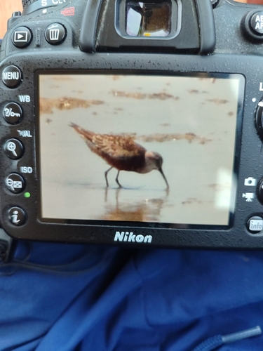 iNaturalist image