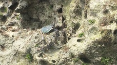 Grapsus albolineatus