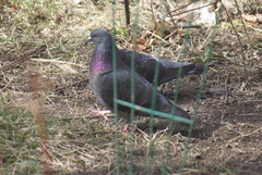 Columba livia domestica