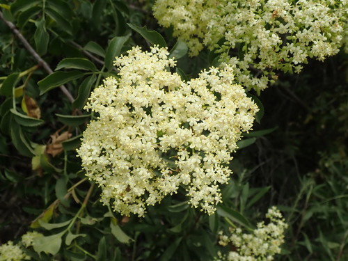 Blue elderberry (Sambucus cerulea)