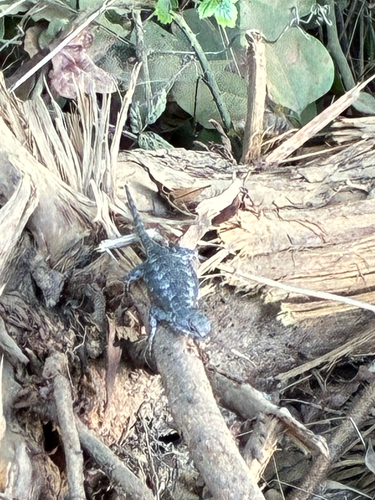 Eastern Fence Lizard