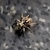 Anasaitis canosa